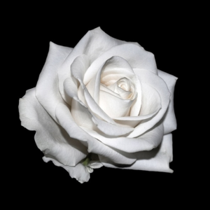 Dead rose