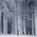 Volodicity