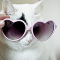 coolcat4