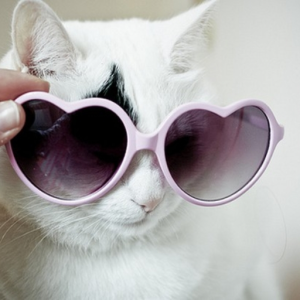 coolcat4