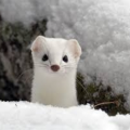 ERMINE CLUB BRO