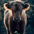 cow3412