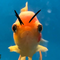 craddu