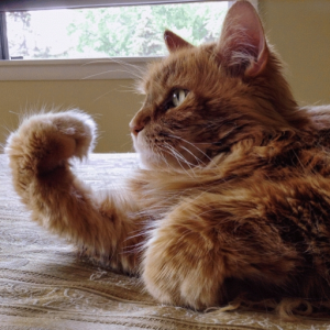 creativecat
