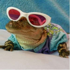 ☆..~⚇CrocoGator⚉~..☆