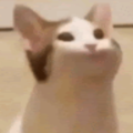 cutestgabby_gmail_com