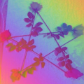 cybercandy