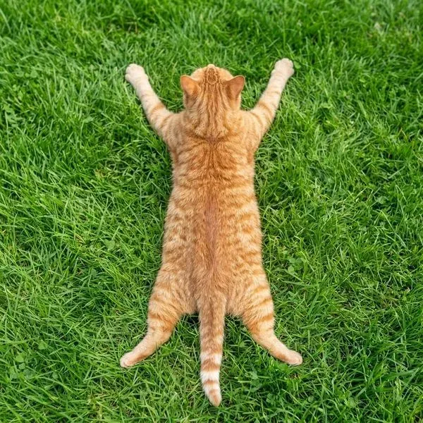 dah