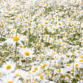 Daisy-Patch