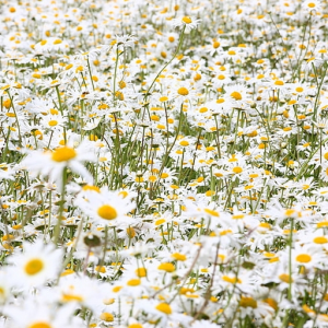 Daisy-Patch