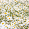 Daisy-Patch