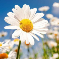 DaisyDrawing09