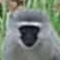 snirpsnirp