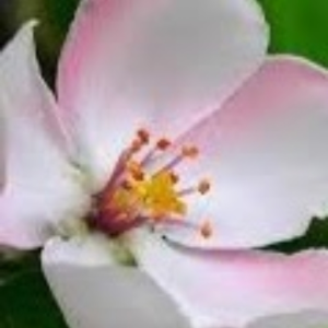 Dapple14