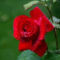 dariakoleva595_gmail_com