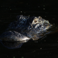 DarkAlligator