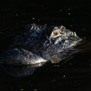 DarkAlligator