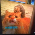 darryl_xie