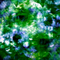 david_