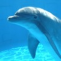 dawndolphin12