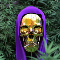 Raydok