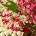 dbyrne_hydeparkday_org