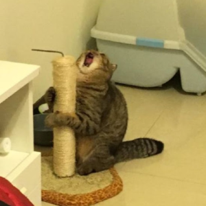 de_de