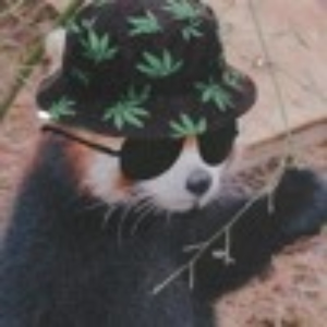 dead_jay