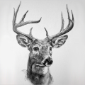 Deer Beats