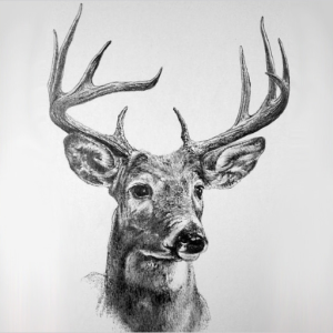 Deer Beats
