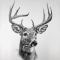 Deer Beats