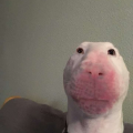 DeMaso