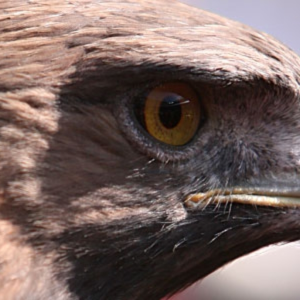 derrieger