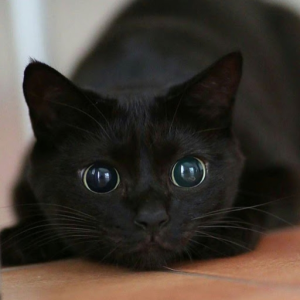 DevourerNeko