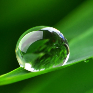 shifu dewdrops