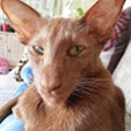 dexter_ivantsov_gmail_com