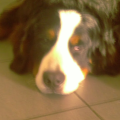 dexter_van_osch