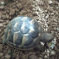 diego07maso_gmail_com