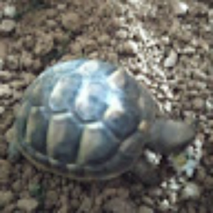 diego07maso_gmail_com