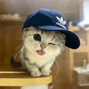 Mr Meow Meow