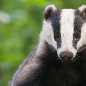 DiggingBadger