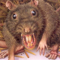 QueenDisgustingRat