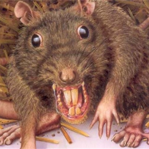 QueenDisgustingRat