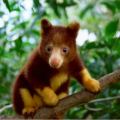DJ_TREE_KANGAROO