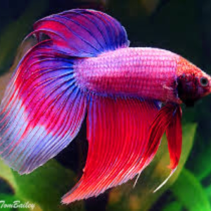 DJBeta