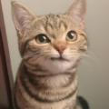 djsimosama