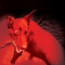 (☼_☼)DobermaN_Experimental(☼_☼)