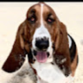 dog31242353575698668568