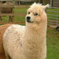 dogeantor