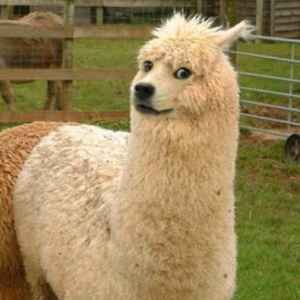 dogeantor